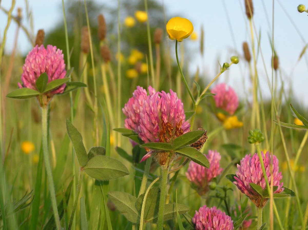 LGSpace's tweet photo. Reduce needless mowing and say no to pesticides and weedkillers in your garden or community. Less work, less fossil fuel use, less cost. More wildlife, more wildflowers, more insects. πππΈ
#minimeadows #climateaction #biodiversity https://t.co/Vv7IS3DAY8