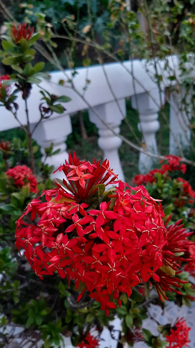 FLOWERY TOUCH TO MY GARDEN🌷🪄 
#Flowers #FLOWERSツアー 
#NatureBeauty #Earth #plants
#Environment #Beauty #nature