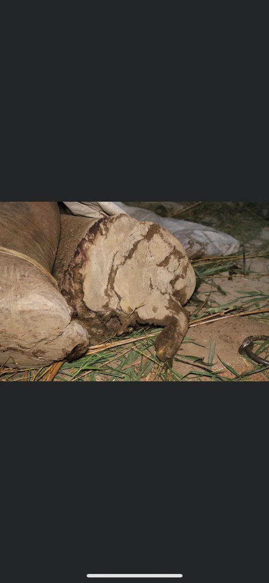Lucycrew7's tweet image. #RefuseToRide take your leg or a bike 🤬🤬 FB from @WildlifeSOS #Moti  35 year old bull elephant that we have dispatched our medical team to go evaluate. He is several hours away from our center  and severely hurt 💔💔💔 facebook.com/wildlifesosind…