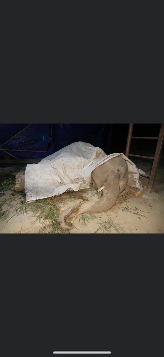 Lucycrew7's tweet image. #RefuseToRide take your leg or a bike 🤬🤬 FB from @WildlifeSOS #Moti  35 year old bull elephant that we have dispatched our medical team to go evaluate. He is several hours away from our center  and severely hurt 💔💔💔 facebook.com/wildlifesosind…