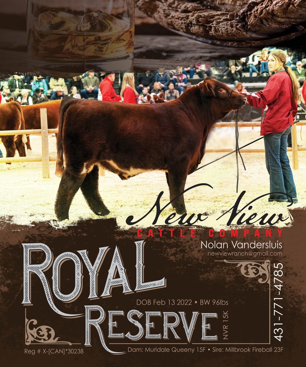 vanridge1's tweet photo. Yesterday @newviewranch was awarded with MB Shorthorn bull of year. At 11 mo of age Royal Reserve 15K passed a semen test at 86% , with scrotal measurement at 35 cm #shorthorn https://t.co/HdGx7g6oI4