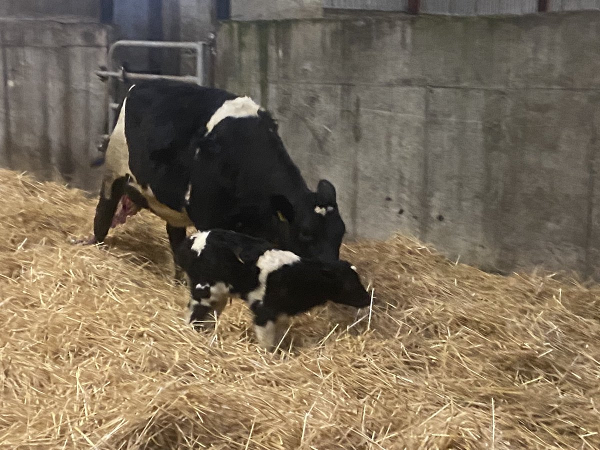 Hylo67's tweet photo. We’re off a Chessman heifer calf to kick it off. Will be a slow roll in #wereoff https://t.co/4eOAAZPdhM