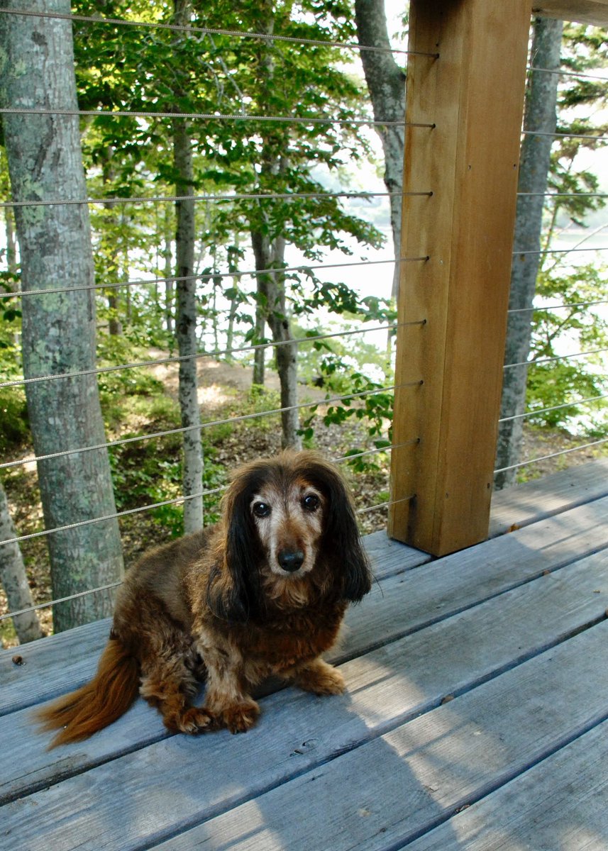 jvf's tweet photo. @hughlaurie My condolences to you. Our Bertie (named for you) just turned 16. https://t.co/tRFrWsMEUO