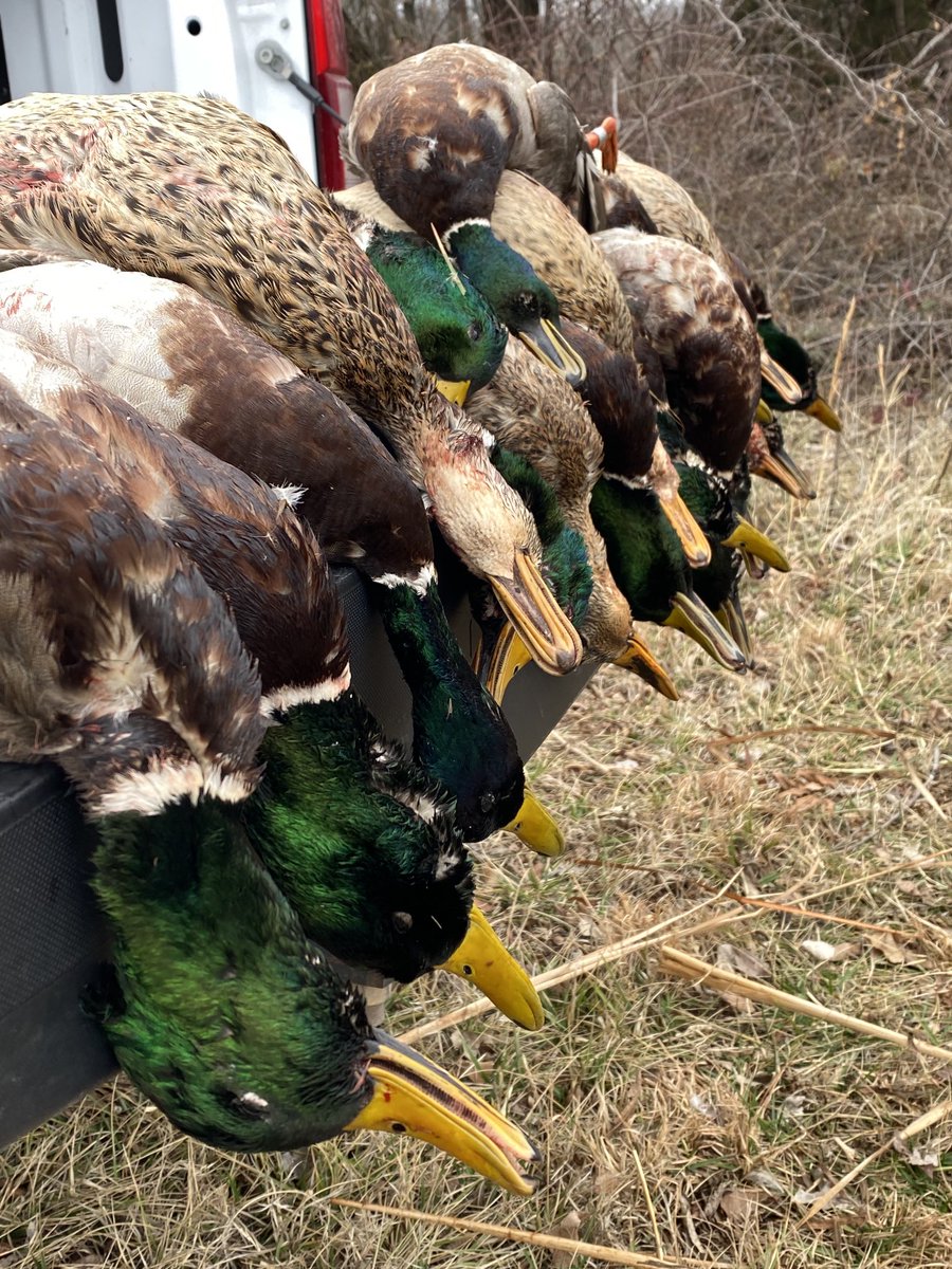 SuzieQuackers2's tweet photo. God of the Whistling Wings blesses us today with a 4 Man of Green! TJ's Dog Tex fetches em all up and it's smiles all around! #HuntingIsConservation #HuntingFeedsMyFamily #OkieDuckHunting #LabradorRetriever #RetrieversSaveGame https://t.co/ZazhGfdGhu