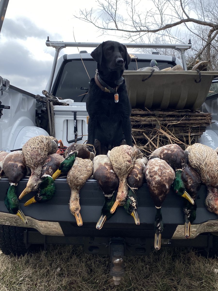SuzieQuackers2's tweet photo. God of the Whistling Wings blesses us today with a 4 Man of Green! TJ's Dog Tex fetches em all up and it's smiles all around! #HuntingIsConservation #HuntingFeedsMyFamily #OkieDuckHunting #LabradorRetriever #RetrieversSaveGame https://t.co/ZazhGfdGhu