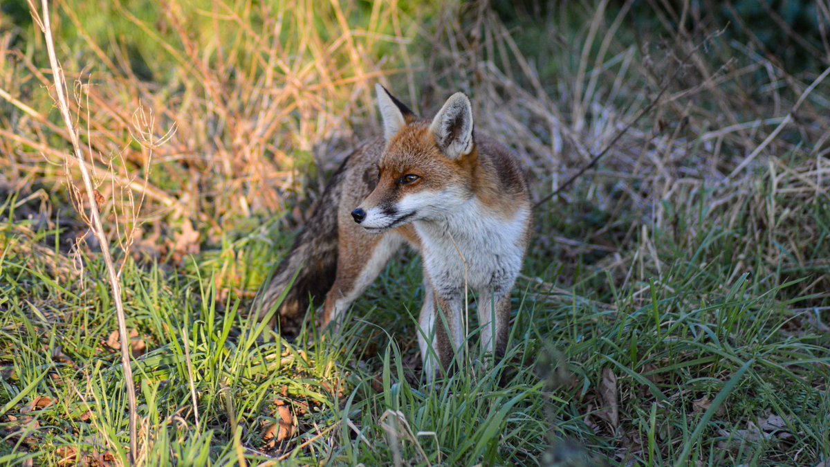 Amazing hanging out with the resident fox at sunny @WildLondon #WoodberryDown today 🦊 😍
#FoxOfTheDay <a href="/ChrisGPackham/">Chris Packham</a> <a href="/BBCSpringwatch/">BBC Springwatch</a> #Winterwatch