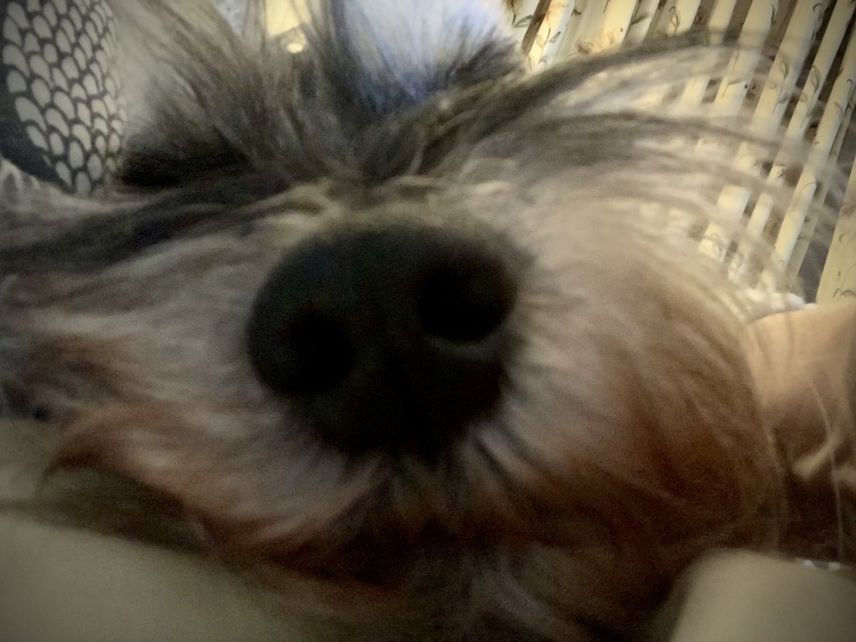 pippy451's tweet photo. Sleepy #schanuzer https://t.co/5QVX2yUaHb