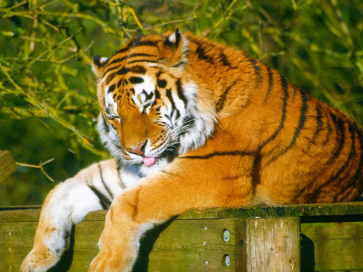 Bobthehatter's tweet photo. Amur Tiger enjoying the sunshine at Whipsnade  Zoo #zslwhipsnade #tiger #whipsnadezoo #visitbedfordshire https://t.co/65VqwkYrie