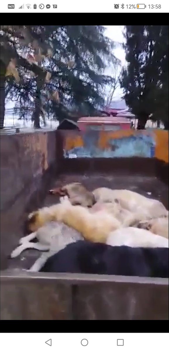 Warning upsetting images. Street dogs are being shot in Macedonia by local authorities more insane cruelty that must stop #macedonia