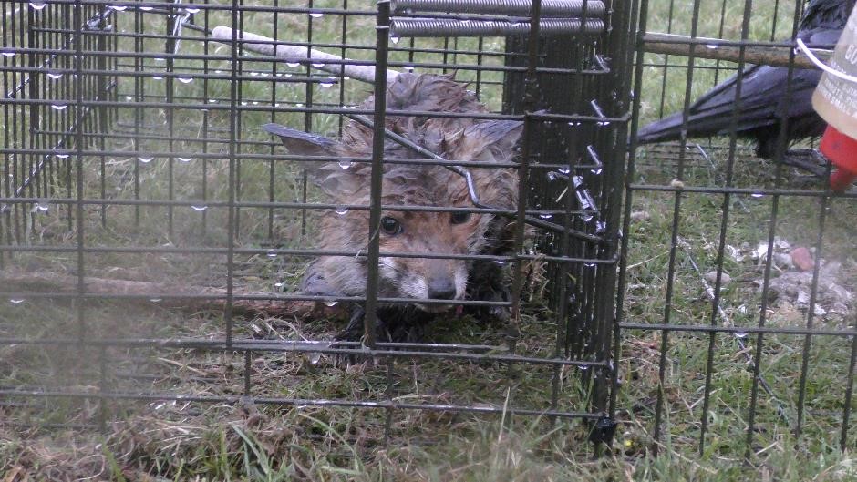 💥Whistleblowers! Please let us know if you spot signs of wildlife persecution!

🦊Info from vigilant walkers enabled HIT to rescue this hypothermic fox cub and have the illegal trap removed - result!

✍️Email HIT in confidence with any concerns:
huntinvestigationteam@gmail.com