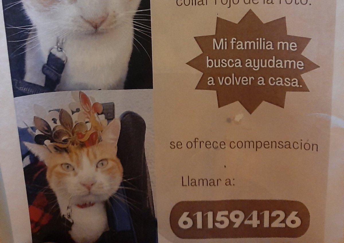 Puto Haru tweet media