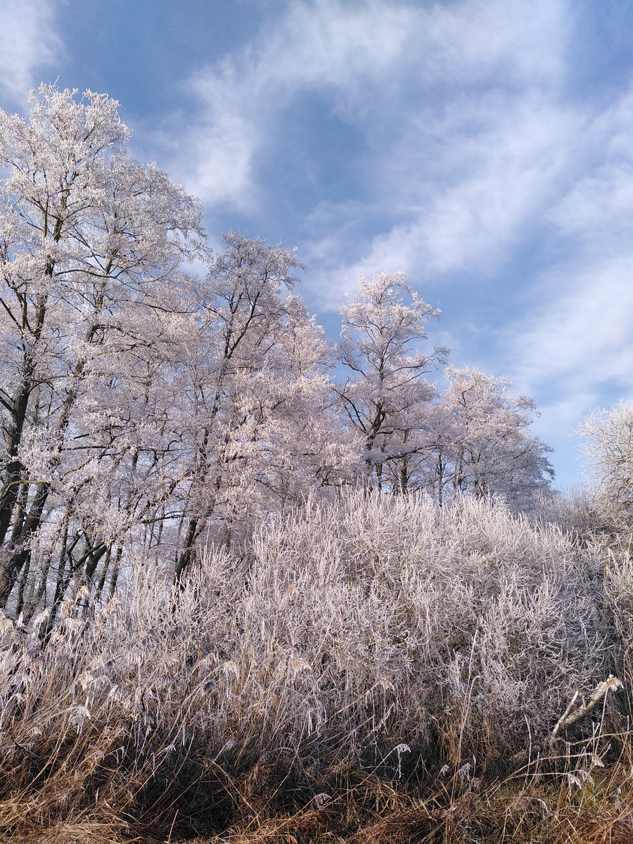 organicplantsuk's tweet photo. @WickenFenNT today #fenland #Hoar #frost @ElyIslandPie https://t.co/sUIyqRTeV0