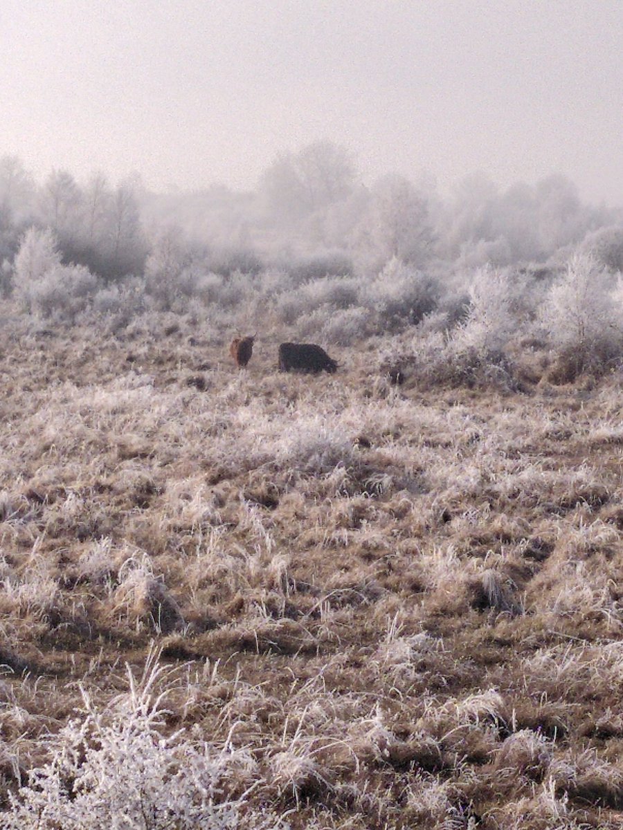 organicplantsuk's tweet photo. @WickenFenNT today #fenland #Hoar #frost @ElyIslandPie https://t.co/sUIyqRTeV0
