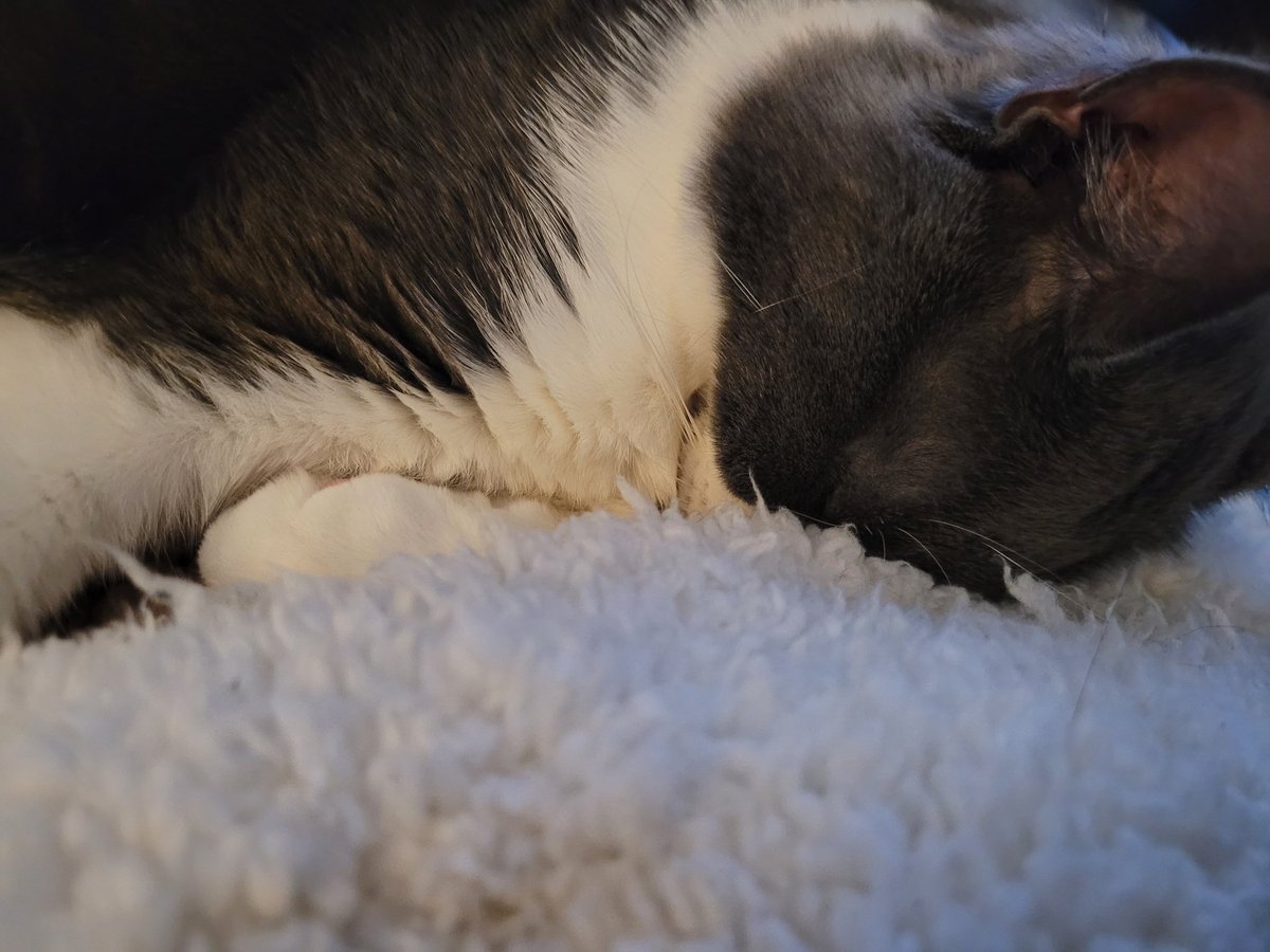 Such a hard life being a kitty. #CatsOnTwitter