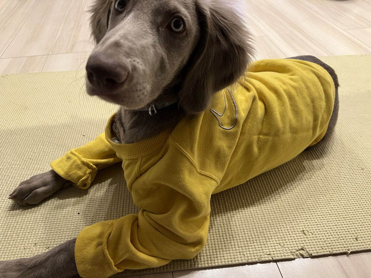 弟の服がジャストフィットだったからちょっと縫って着せといた🐶