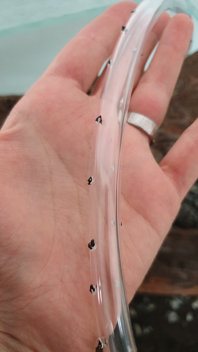 Mina Athene tweet media