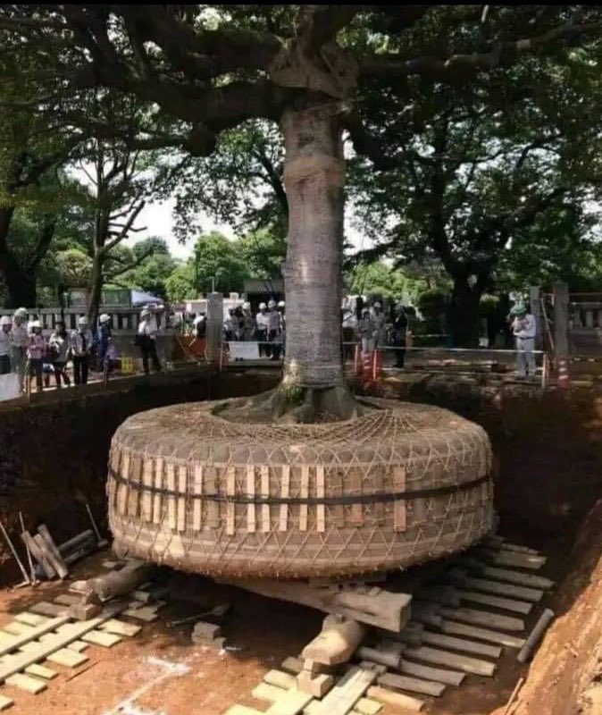 GeotechTips's tweet photo. En Japón 🇯🇵, si un árbol 🌳está en medio del paso de una carretera en construcción, escavan y encapsulan sus raíces, y lo replantan en otro sitio. https://t.co/C7iTu5VNJq