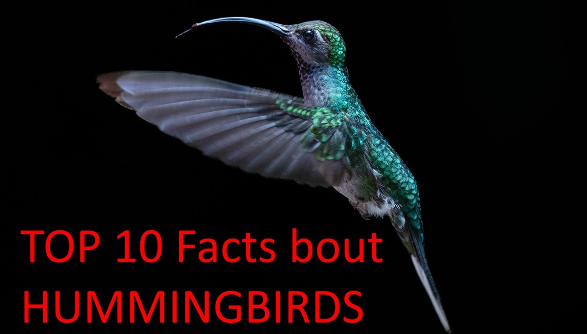 LargeShopRB's tweet photo. 🥰🐦🐦🐦🥰
In this video, we will share with you some of our favorite facts about amazing HUMMINGBIRDS.
Check the video on the following link:
https://t.co/ukKVqkQHam
https://t.co/smawqvn4ZB
#ParentingDad #HUMMINGBIRD #hummingbirdfacts
#animals #birdwatching #animalfacts https://t.co/Fd6fKI55lC