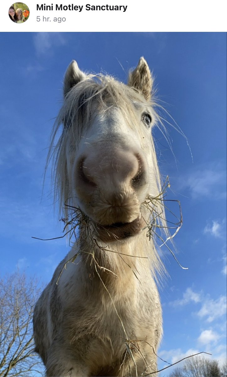 BeckyIB (@beckyib) on Twitter photo Exciting news! <a href="/MiniSanctuary/">Mini Motley Sanctuary</a> now has a Patreon so we can support their mission to protect rescues and rare breeds. First up— a foraging video of rose hips and blackberries starring Winnie. ✨🥀✨ Delightful.
#AnimalSanctuary #RescueAnimals Exciting news! <a href="/MiniSanctuary/">Mini Motley Sanctuary</a> now has a Patreon so we can support their mission to protect rescues and rare breeds. First up— a foraging video of rose hips and blackberries starring Winnie. ✨🥀✨ Delightful.
#AnimalSanctuary #RescueAnimals