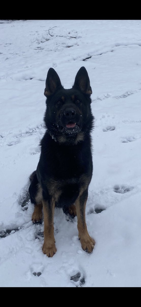 K9 Remi enjoying a rare day off…