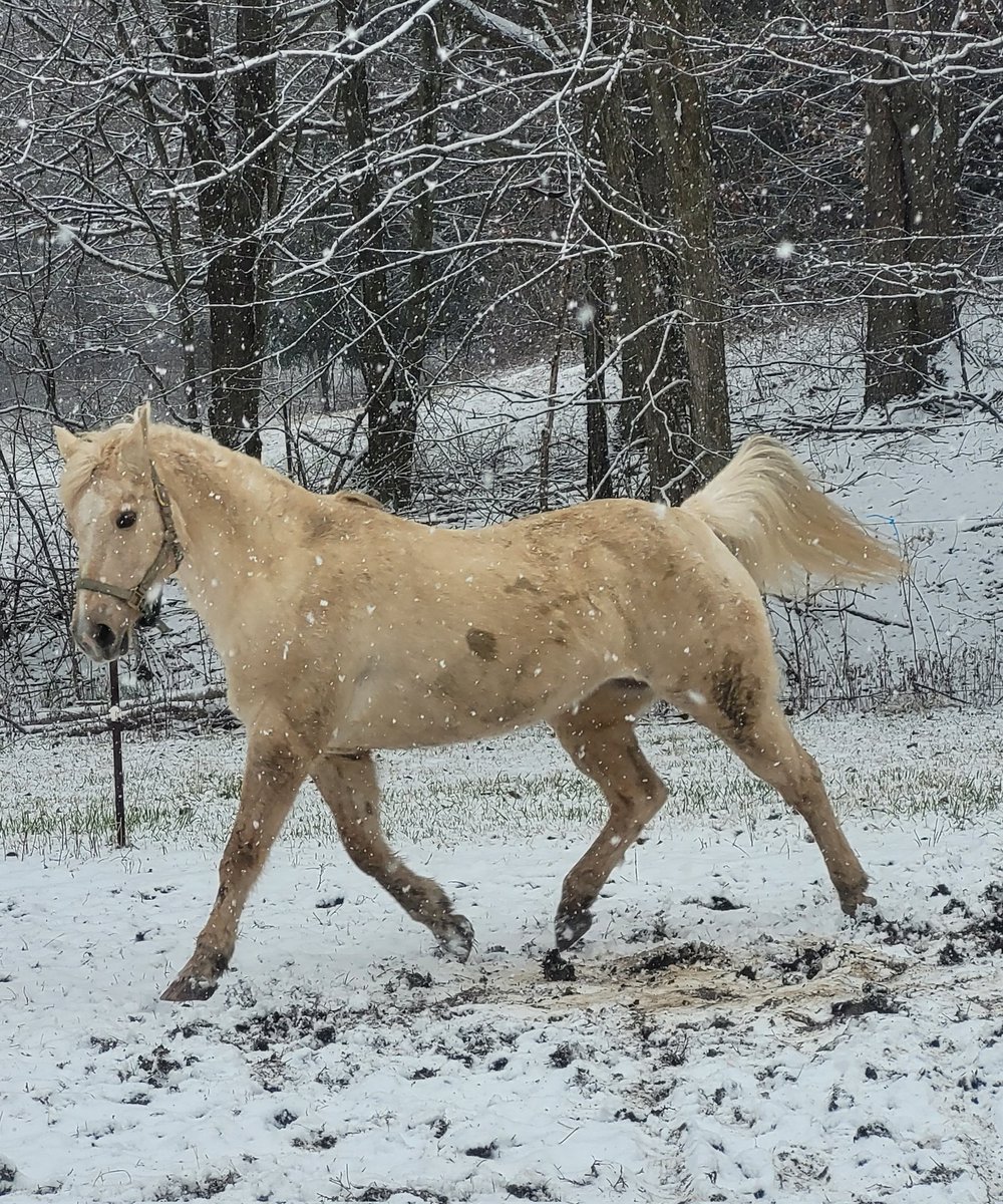 Finally a snow day here in my part of northeast Ohio. Sage playing.
