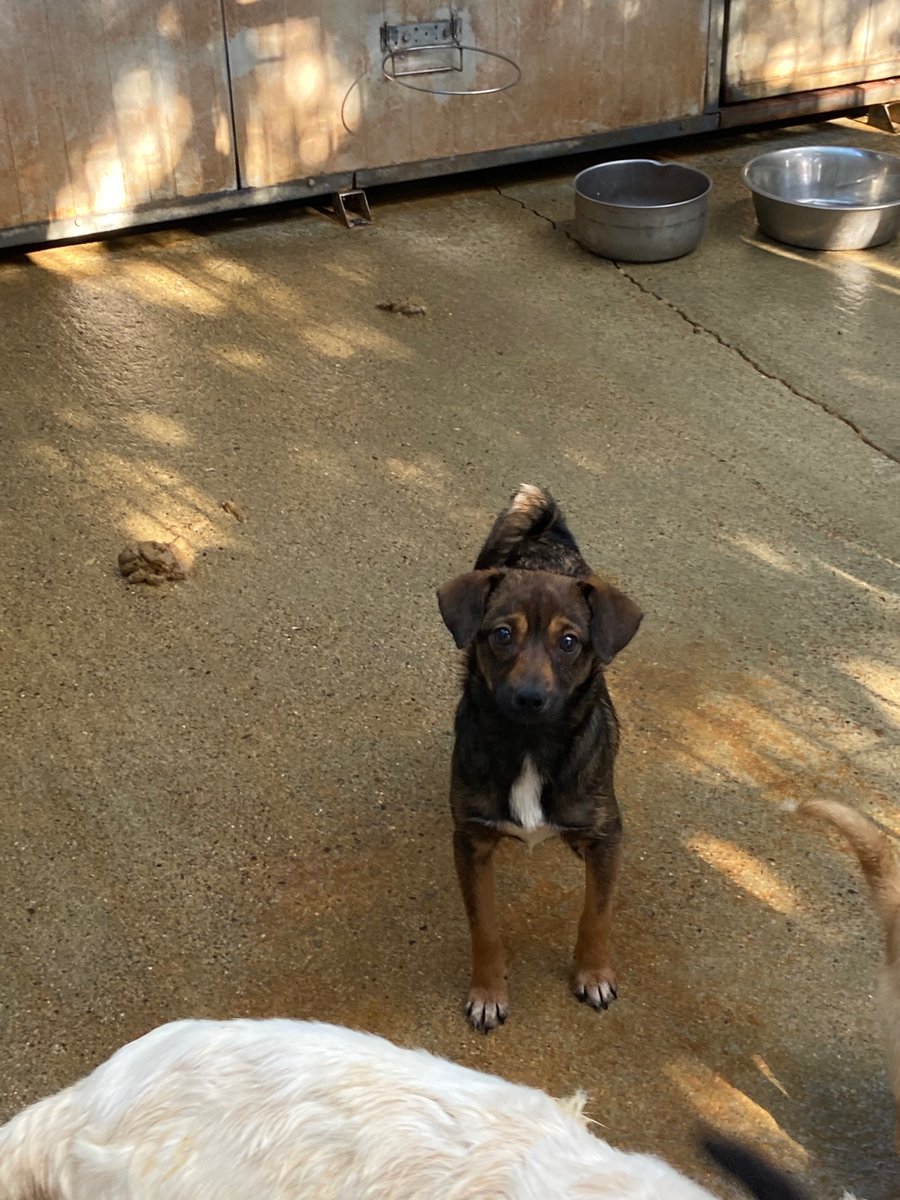 SosArgo's tweet photo. Carol è così piccola;5mesi color cioccolato e occhi meravigliosi; nessuno chiede di questo scricciolo! #cercacasa #carol #AdoptDontShop #adotta @AdozioniX @adozionianimali @adozioneanimali #adottami https://t.co/pWSBTU44uD