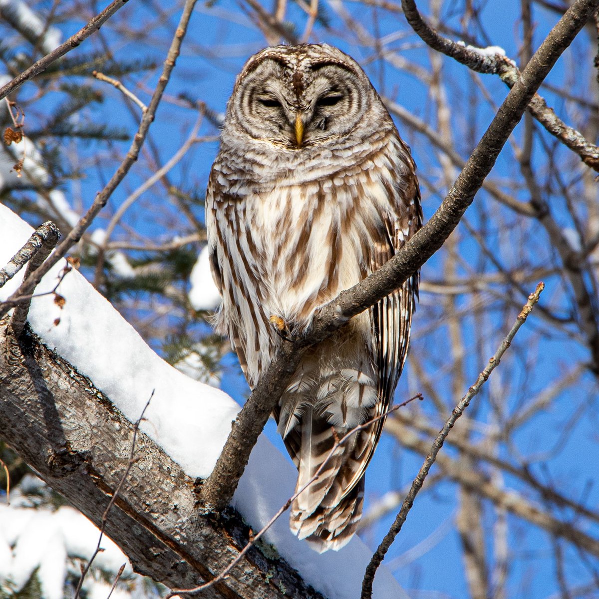 Barred owl in the backyard. 
#maine #newengland #bird #birds #owl #owls #backyardbirds #backyardbirding #wildlife #wildlifephotography #nature #naturephotography #birdsoftwitter