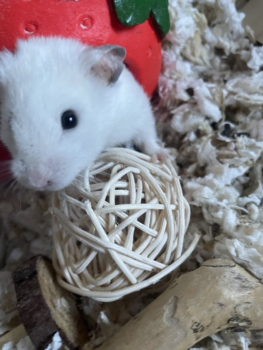 11C418's tweet photo. @_ivybear done !! this is my hamster casper <33 https://t.co/JLfElN2wLy