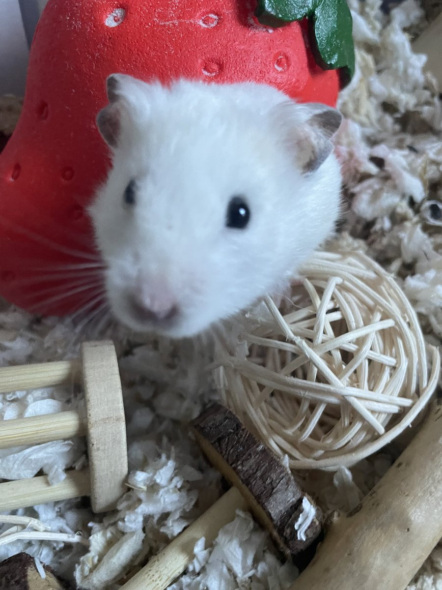11C418's tweet photo. @_ivybear done !! this is my hamster casper <33 https://t.co/JLfElN2wLy