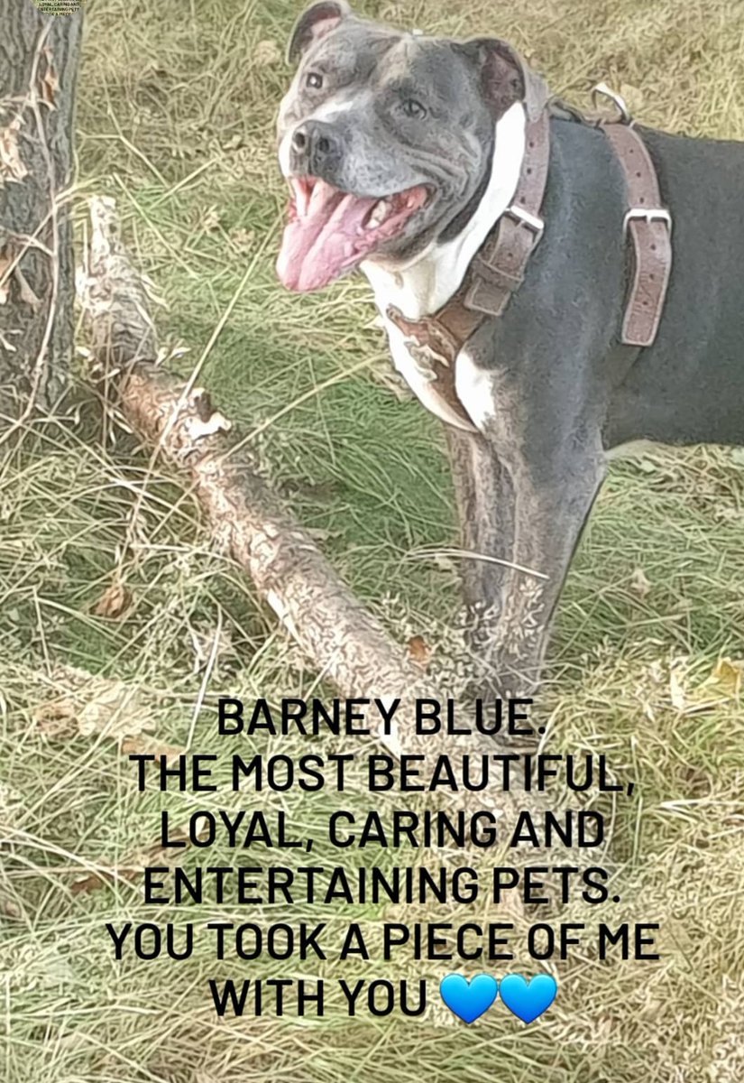 CleanbeeH's tweet image. Just no words to describe the feelings of how hard it is to manage and cope without you here 💔 💙😪