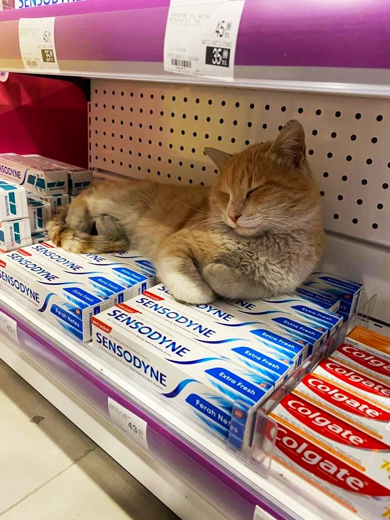 Her 10 kediden 9'u Sensodyne öneriyor