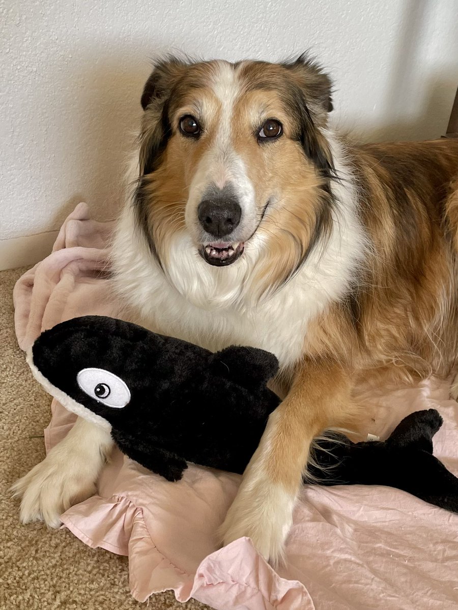 The Snoopervisor 2.0 /Moses (Wilma🌈) tweet media