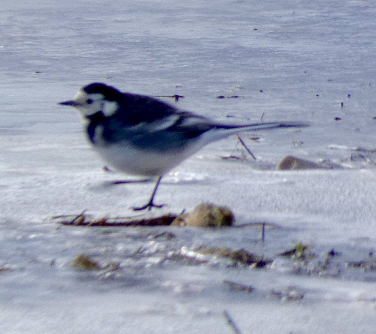 Pied Wagtail with cold feet .. #wagtail #wagtails #piedwagtail #whitewagtail #frozenground #feedinginthecold #coldday #wintercold #coldbird #ewelme #southoxfordshirecountryside #southoxfordshire