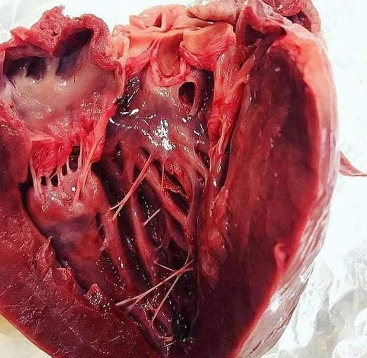 سبحان الله العظيم