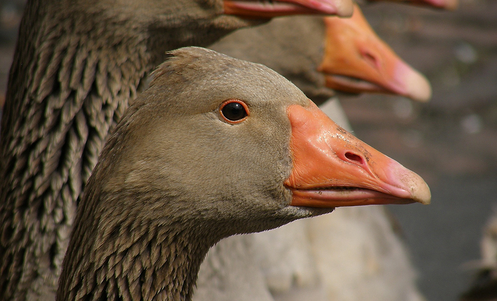 GRIPPE AVIAIRE Dans les Landes. 
Un premier foyer de grippe aviaire a été détecté dans un élevage de canards des Landes ce week-end. 62 communes sont placées en zone réglementée.
aquitaine-infos.over-blog.com/2023/01/l-info…
#Landes #Grippeaviaire #Aquitaineinfo #Canard #Elevage #Landesinfo