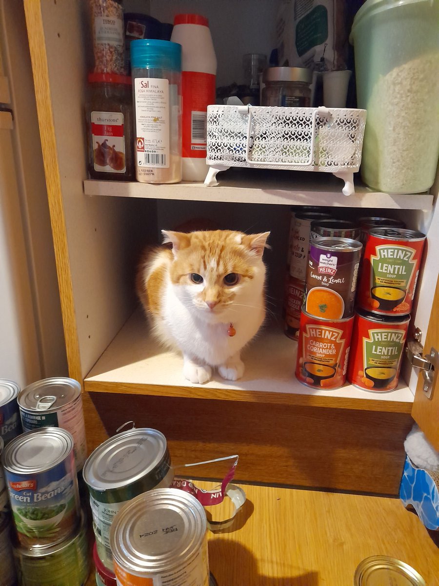 MachrieEadie's tweet photo. Micromanaging mum. #CatsofTwittter #CatsOnTwitter #machrie https://t.co/IAHtKEsYvh
