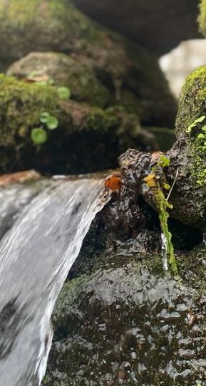Sierra de Gata.
Castañar de Hoyos.
Agua, castaños, robles y paredes de piedra. 
No te lo pierdas.