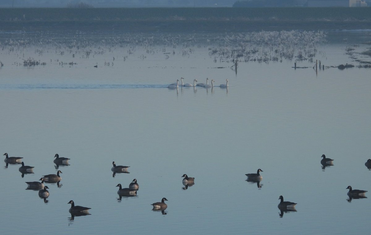 rachel_lennard's tweet image. Breathtaking on the Ouse Washes at Earith today. I&apos;ve never seen it so beautiful. The sound of Whoopers, Blackwit, Redshank, Snipe, Wigeon, Teal, Geese...then the fog lifted to reveal them close by. Just magical 😊 @CambsBirdClub