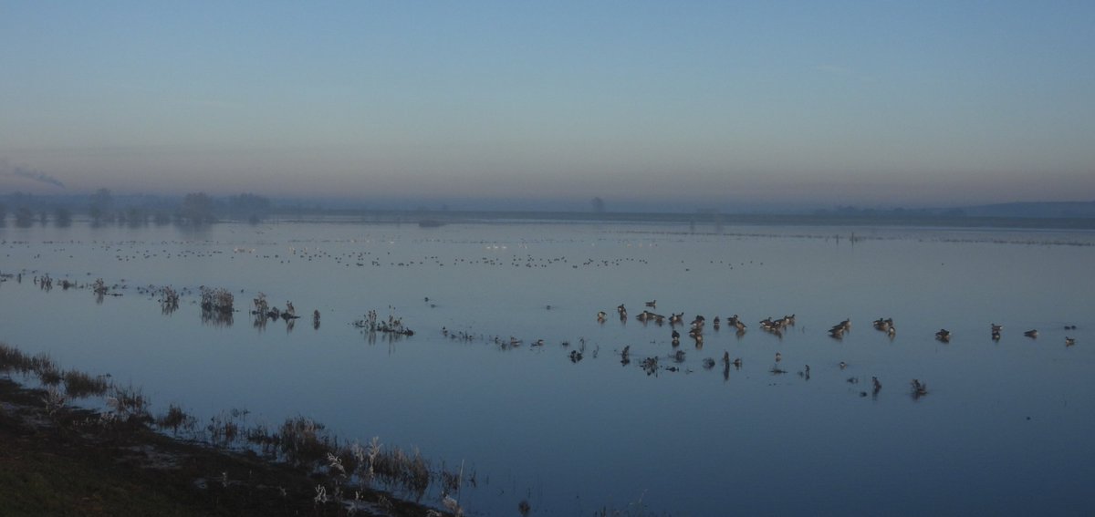 rachel_lennard's tweet image. Breathtaking on the Ouse Washes at Earith today. I&apos;ve never seen it so beautiful. The sound of Whoopers, Blackwit, Redshank, Snipe, Wigeon, Teal, Geese...then the fog lifted to reveal them close by. Just magical 😊 @CambsBirdClub