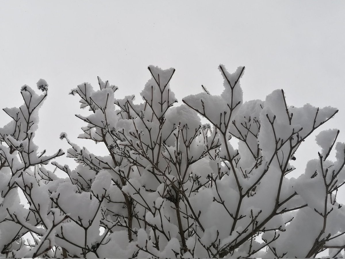 TomderZar's tweet photo. Noch ein paar Eindrücke vom Winter, wie ich ihn mag 🥰❄️
#garten #dailyfleets #garden #kleingarten #gartenlogbuch #wienliebe #wienmalanders #vienna #schrebergarten #january #jänner #januar #snow #schnee #winter #blaumeise https://t.co/pZ6spc3xZs