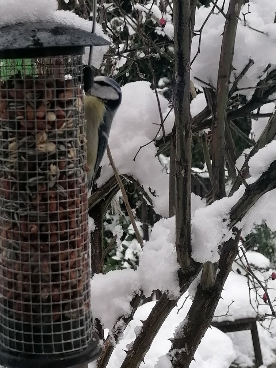 TomderZar's tweet photo. Noch ein paar Eindrücke vom Winter, wie ich ihn mag 🥰❄️
#garten #dailyfleets #garden #kleingarten #gartenlogbuch #wienliebe #wienmalanders #vienna #schrebergarten #january #jänner #januar #snow #schnee #winter #blaumeise https://t.co/pZ6spc3xZs