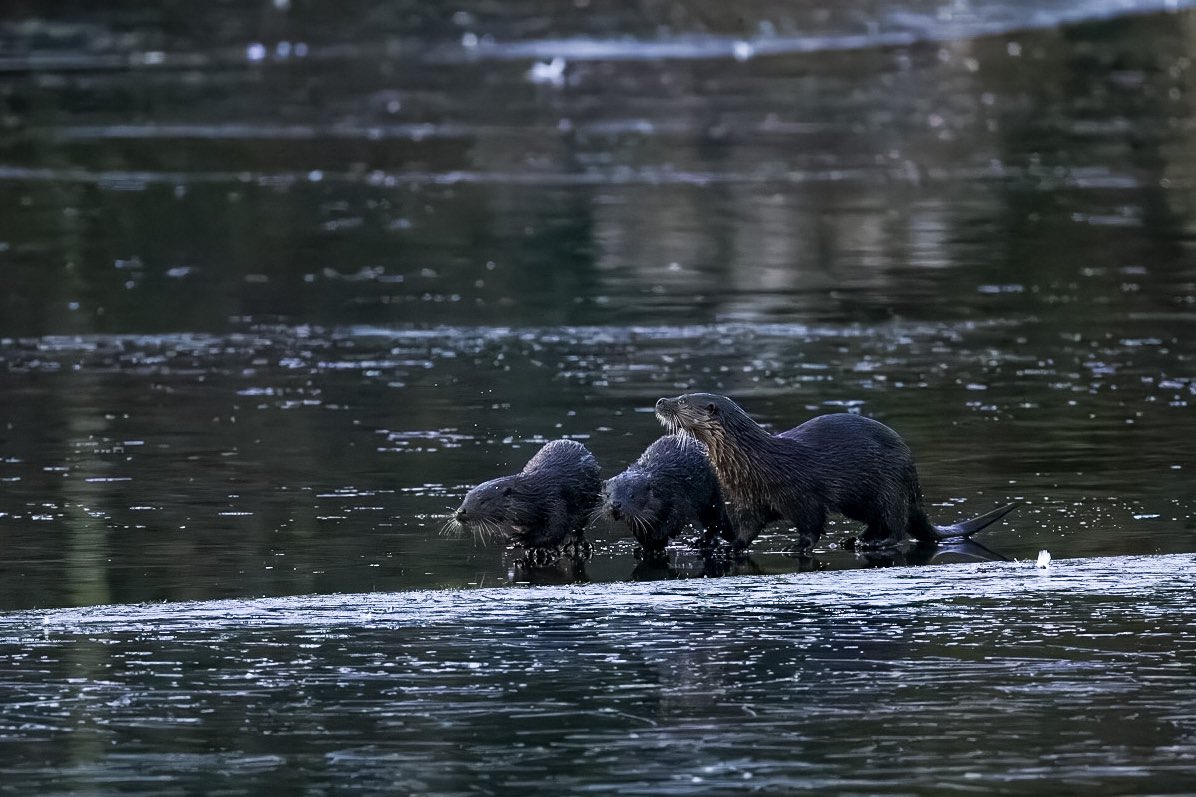 Went down to @FiggatePark with @PuzzleWild this morning to see if we could see otters. With the pond frozen, three put on quite a show for us! These are my favourite three photos. #edinburgh #otter #scottishwildlife #winterwatch