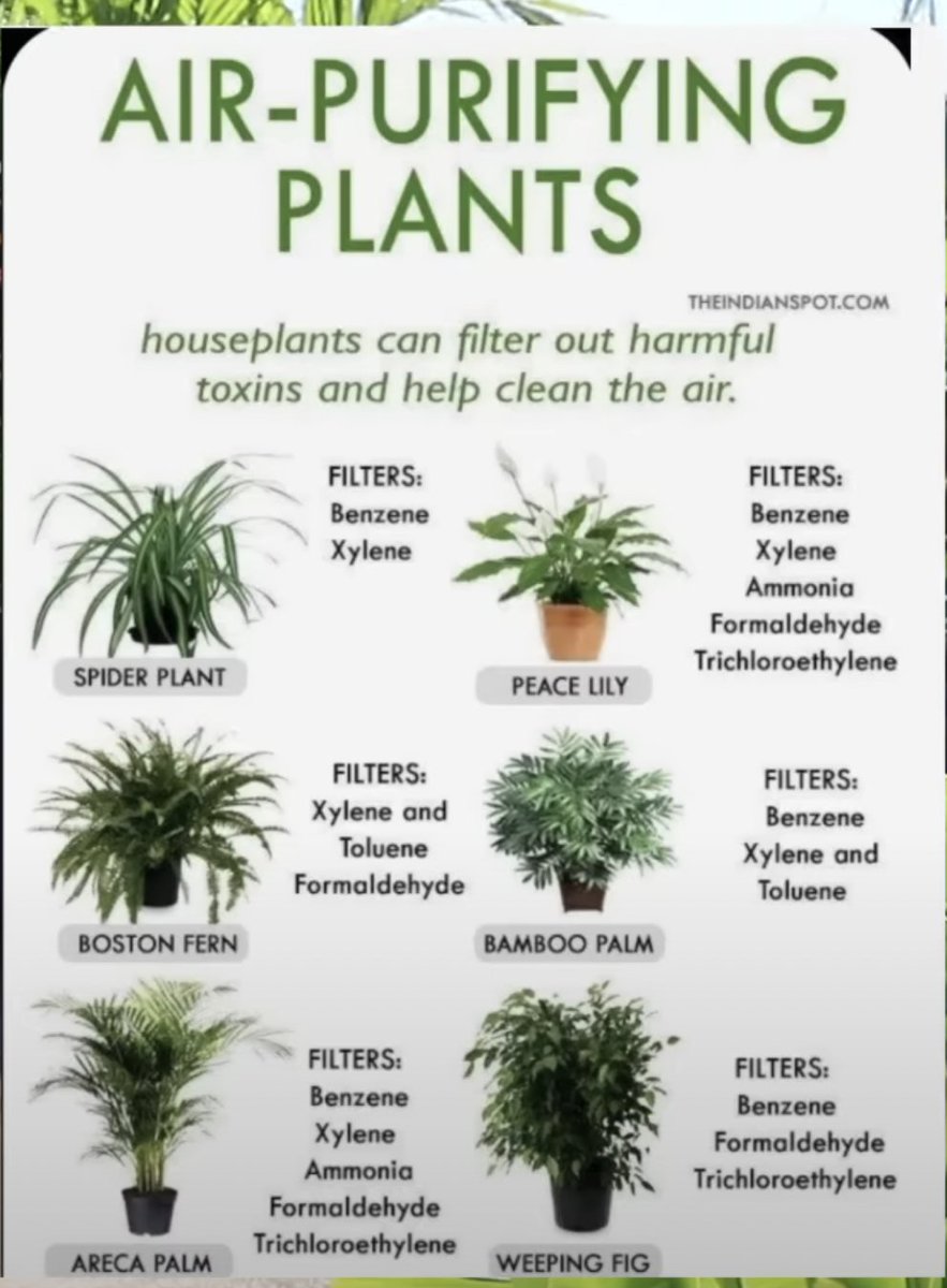 WHOI_Org's tweet image. Plants to rid your home of toxins &amp;amp; xenoestrogens. Very important if you have children, or are trying to conceive. Xenoestrogen (synthetic hormone) exposure is prevalent in daily life. Air purifying plants are one way to reduce their harmful effects. Live a beautiful life 🌸