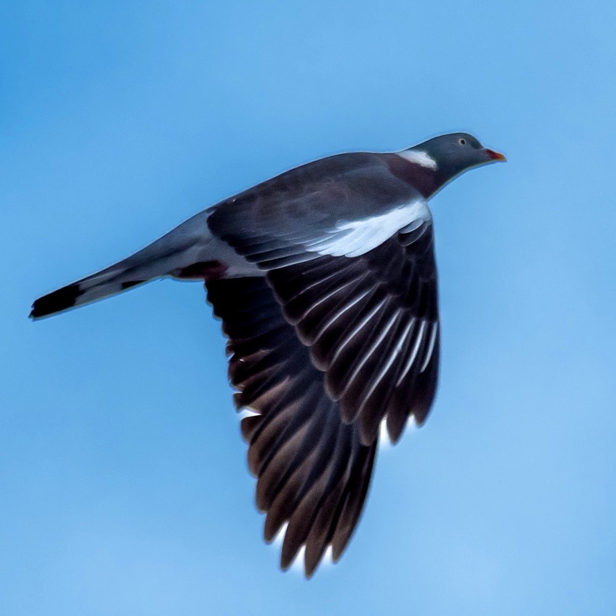 mike_media20's tweet photo. #pigeon #inflight #photooftheday #photography #mm20 https://t.co/dphUMcgvVN