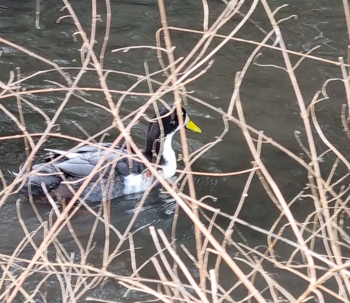 Penguin Claire 81 tweet media