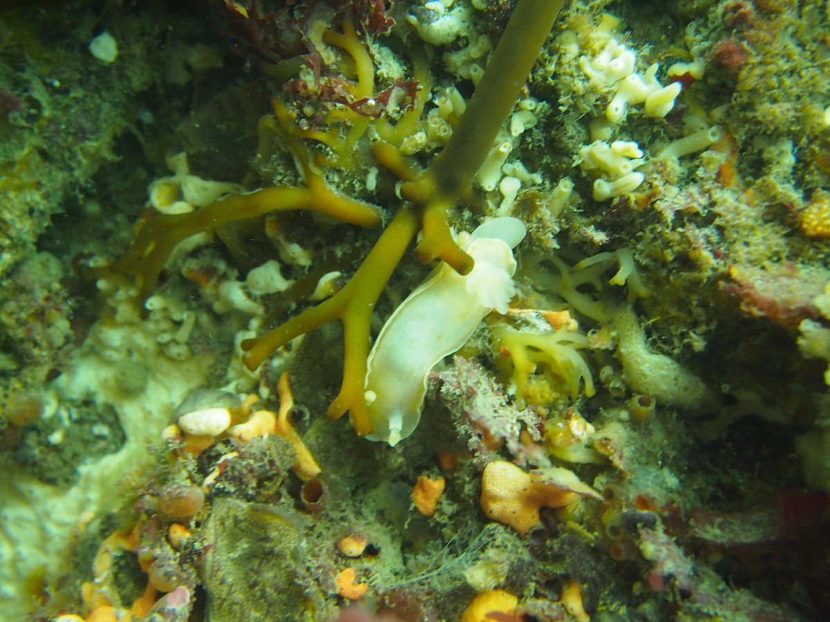 HMQuertermous's tweet photo. My first time diving in Aotearoa at Aramoana! Absolutely amazing! https://t.co/xQ51vkLjsc