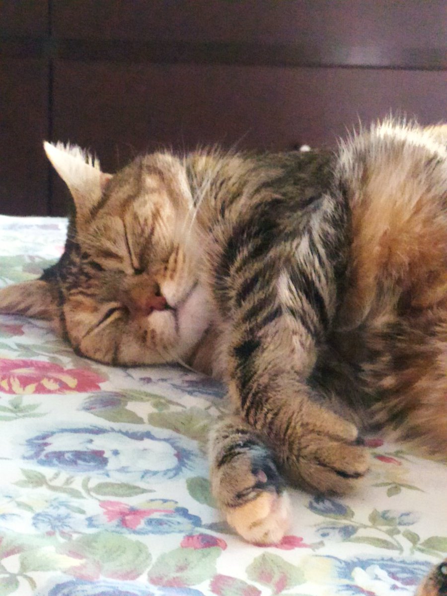 Cromaticoba's tweet photo. @TweetsOfCats https://t.co/rWkK6aB4Rb