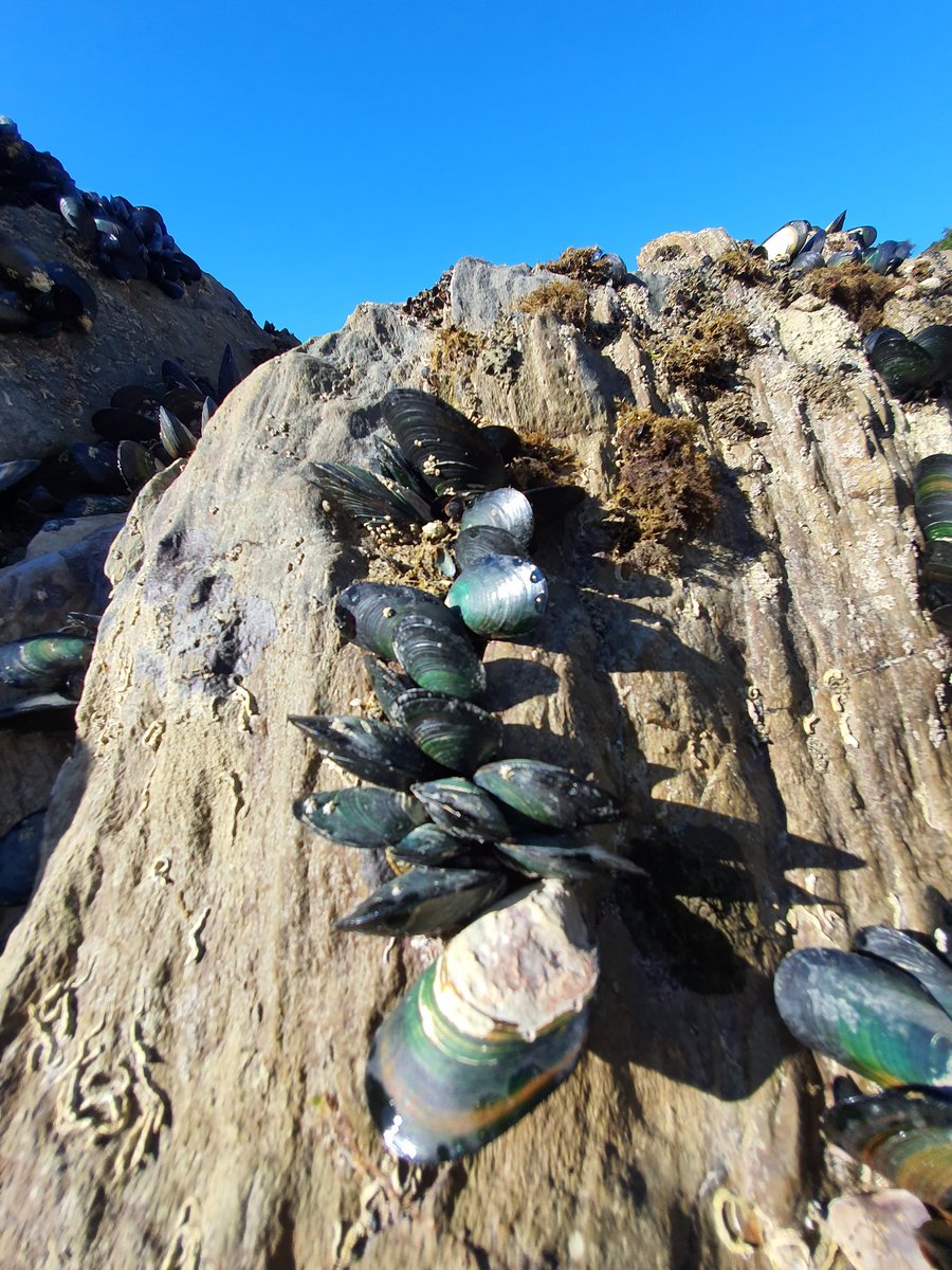 Blown away by the beautiful colors, density and size distribution from this remnant intertidal reef. It is a rarety to see this, so today we will evaluate it to understand more about exsisting intertidal reefs to inform how we should restore them!#generationrestoration <a href="/TrevToone/">Trevyn Toone</a>