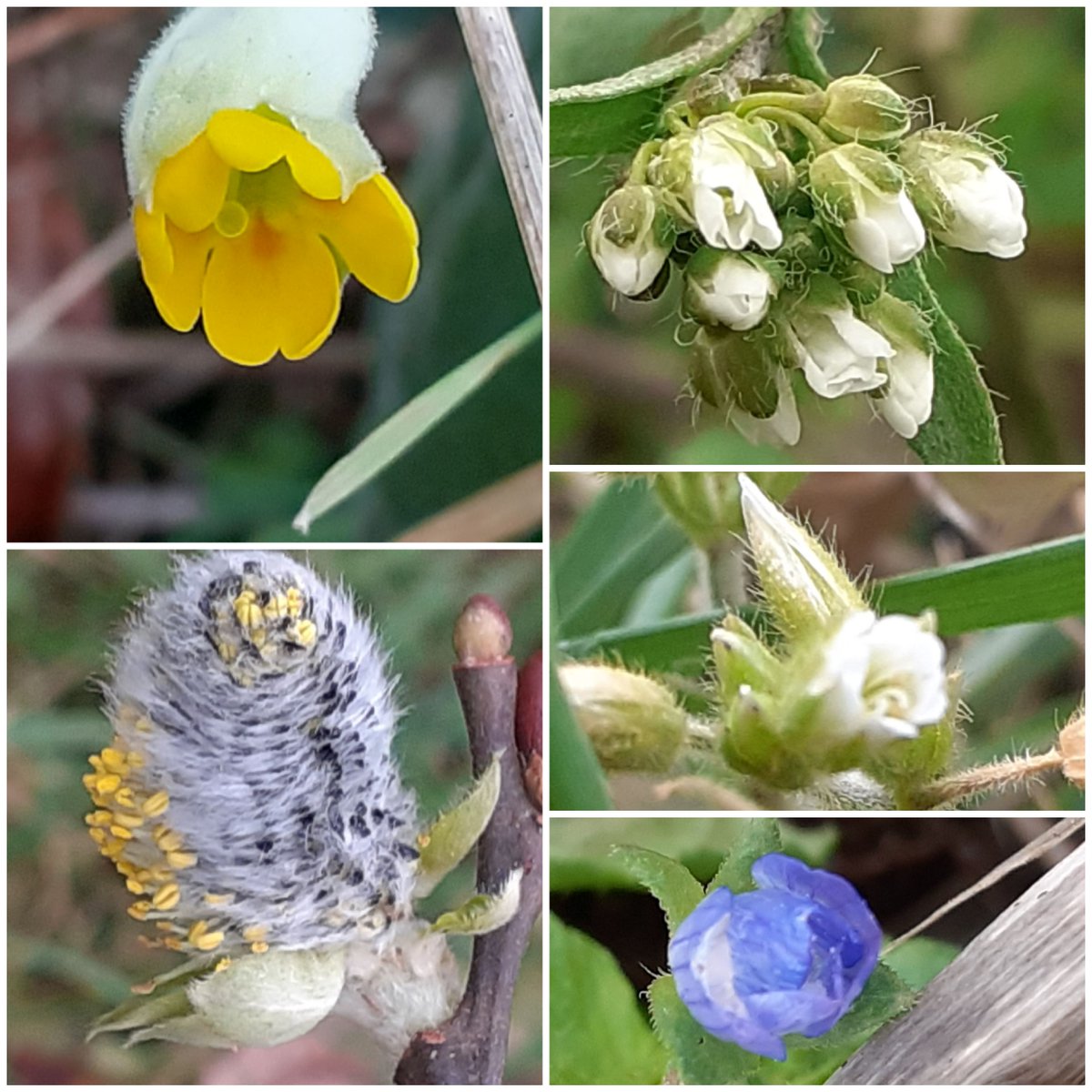 #TheWinter10 from Co. Wexford for #Wildflowerhour Buttercup, Hazel, Dandelion, Groundsel, Gorse. Cowslip, Willow, Shepherd's Purse  Common Chickweed  Common Field-speedwell. @BSBI_Ireland