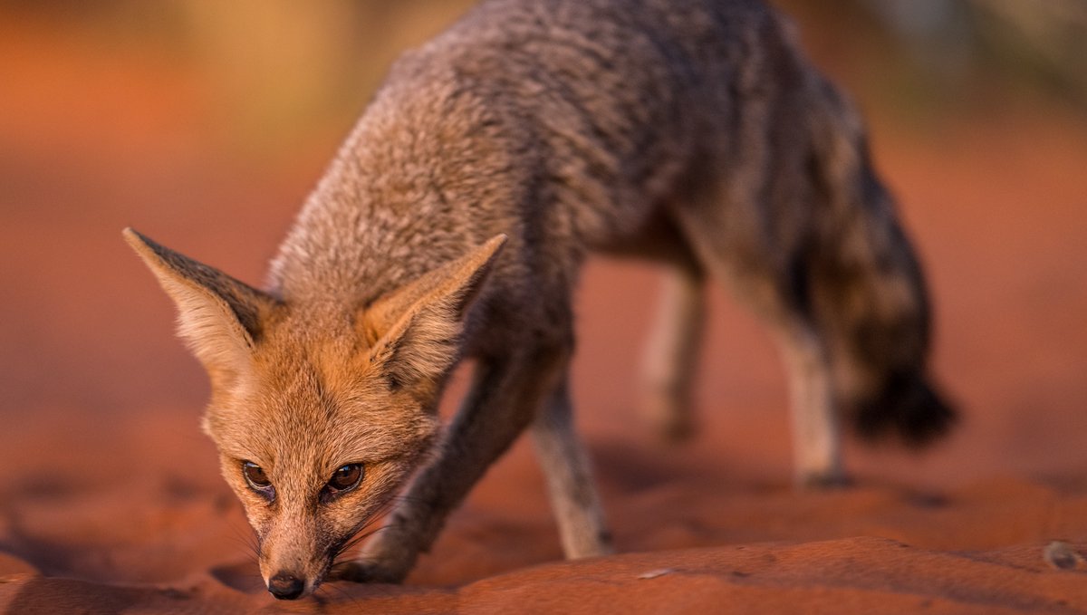 Tswalu's tweet photo. Last light falls on a stealthy Cape #fox (Vulpes chama), accentuating its silvery coat.
#africansafari #wildperfection #capefox #safariphotography https://t.co/V8aVMIL9tu
